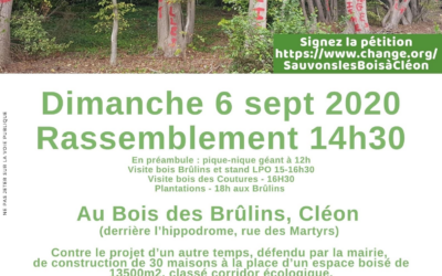Le bois des Brûlins